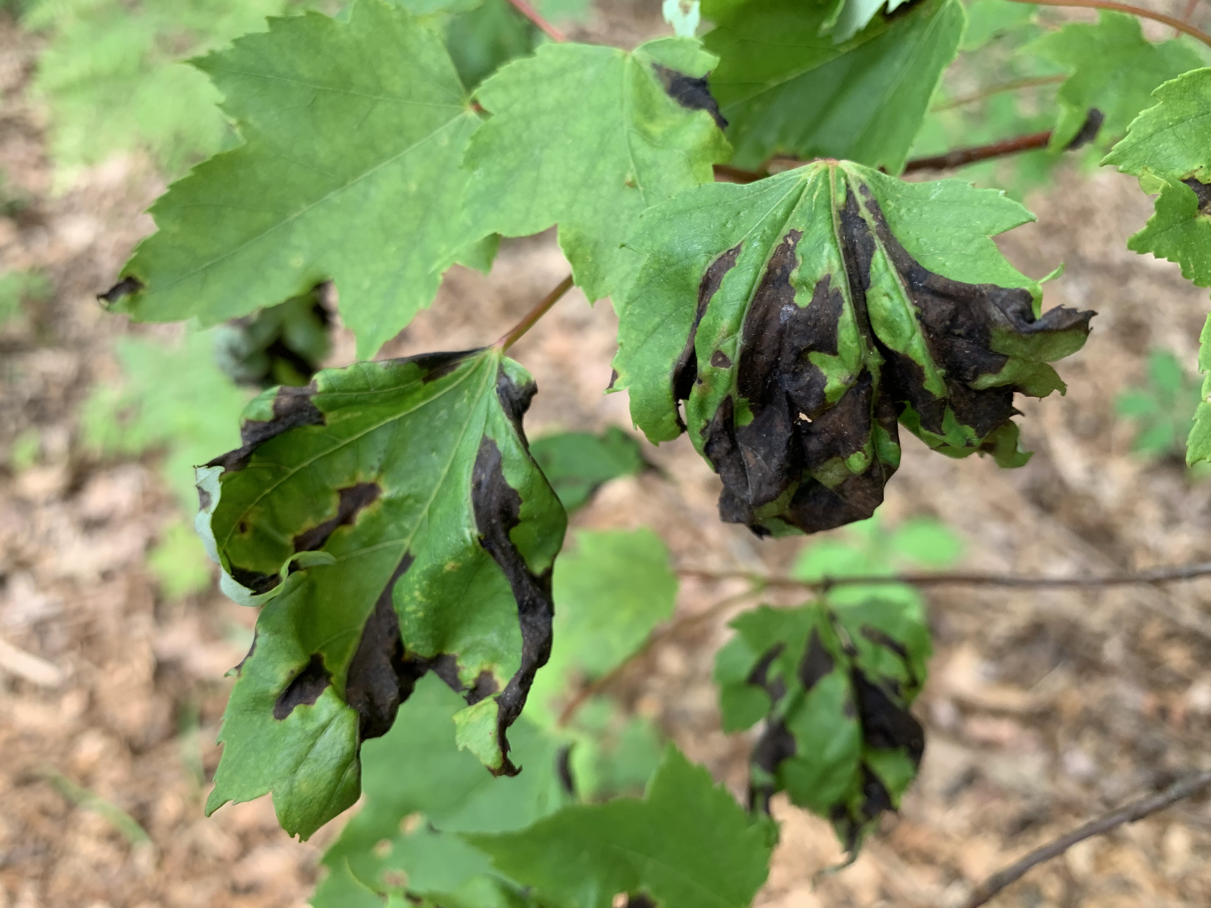 Leaves severely affected by anthracnose